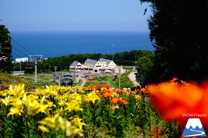 北海道最大級、213万輪のゆりの花！『オーンズ春香山ゆり園』